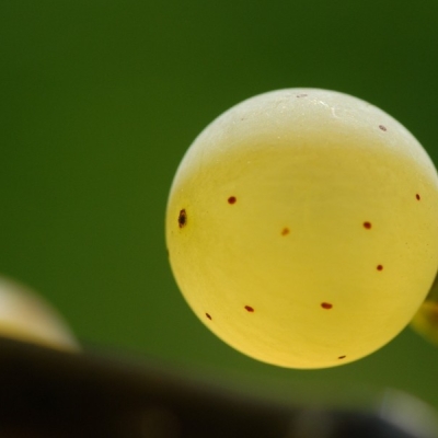 Riesling Beeren 21